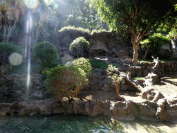 The Gorilla enclosure at the Loro Parque zoo, during the Discovery Tour