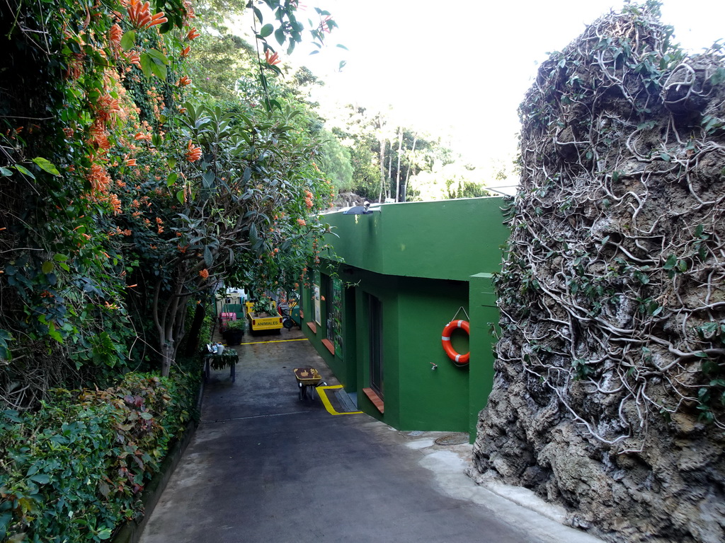 Back side of the Gorilla enclosure at the Loro Parque zoo, during the Discovery Tour