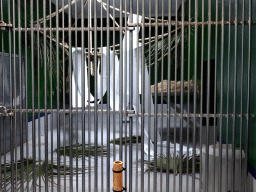 Interior of the Gorilla enclosure at the Loro Parque zoo, during the Discovery Tour