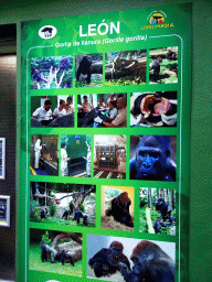 Information on Gorilla Léon at the Gorilla enclosure at the Loro Parque zoo, during the Discovery Tour