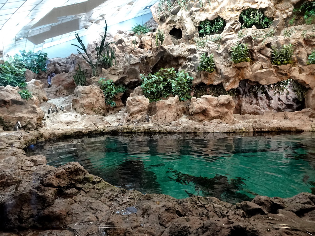 Humboldt Penguins at Planet Penguin at the Loro Parque zoo, during the Discovery Tour