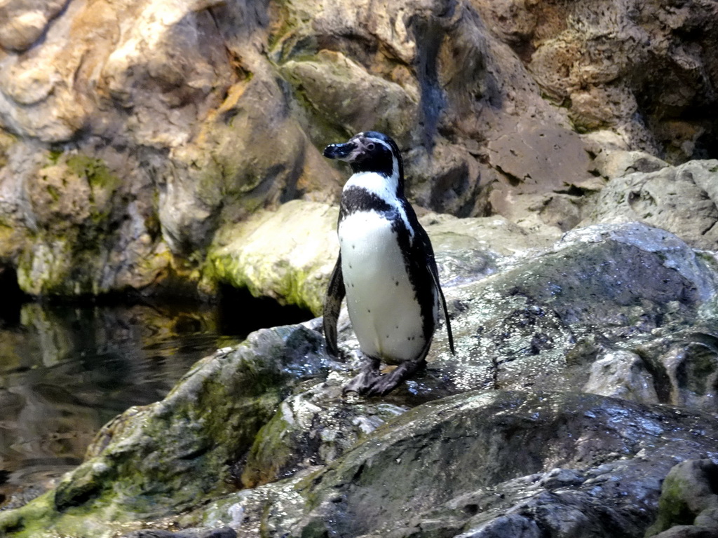 Humboldt Penguin at Planet Penguin at the Loro Parque zoo, during the Discovery Tour