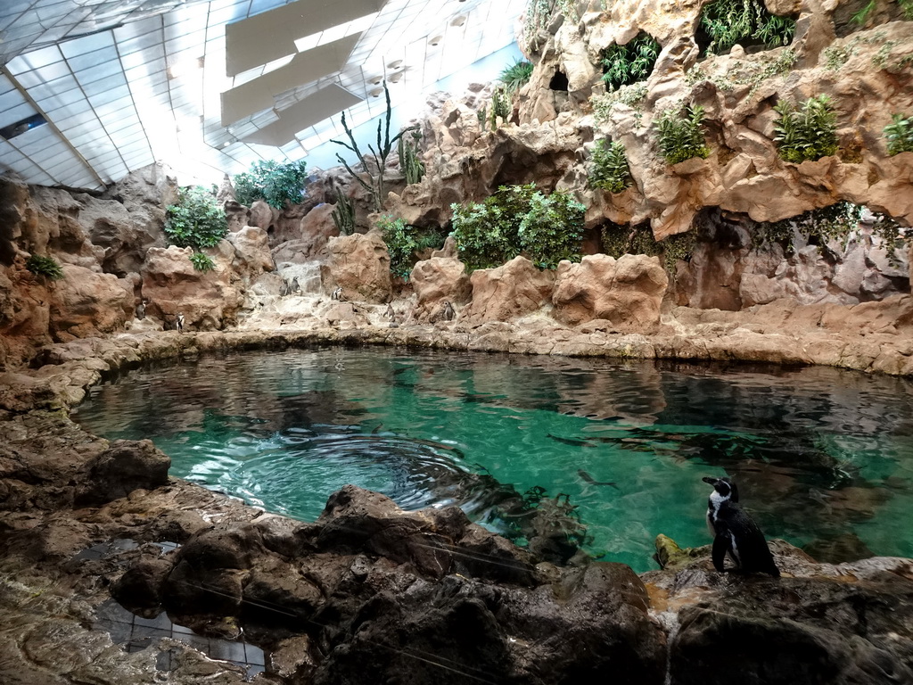 Humboldt Penguins at Planet Penguin at the Loro Parque zoo, during the Discovery Tour