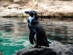 Humboldt Penguin at Planet Penguin at the Loro Parque zoo, during the Discovery Tour