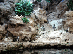 Humboldt Penguins at Planet Penguin at the Loro Parque zoo, during the Discovery Tour