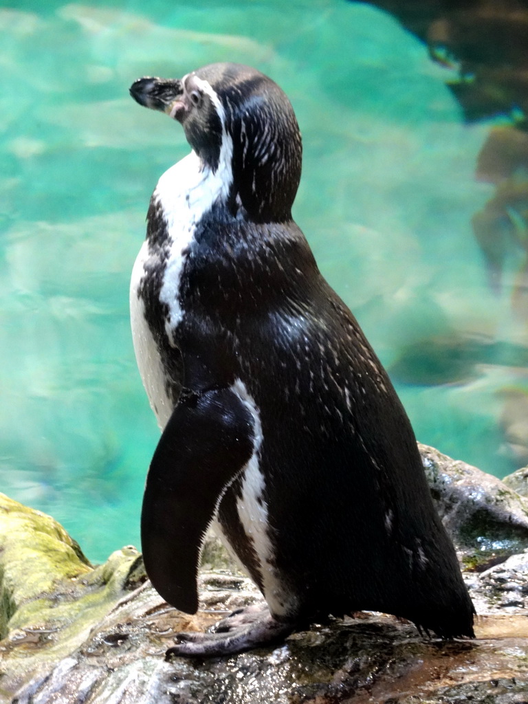 Humboldt Penguin at Planet Penguin at the Loro Parque zoo, during the Discovery Tour