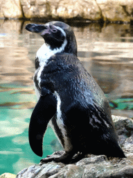 Humboldt Penguin at Planet Penguin at the Loro Parque zoo, during the Discovery Tour