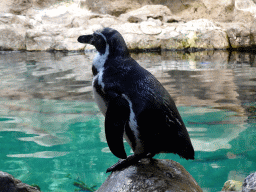Humboldt Penguin at Planet Penguin at the Loro Parque zoo, during the Discovery Tour