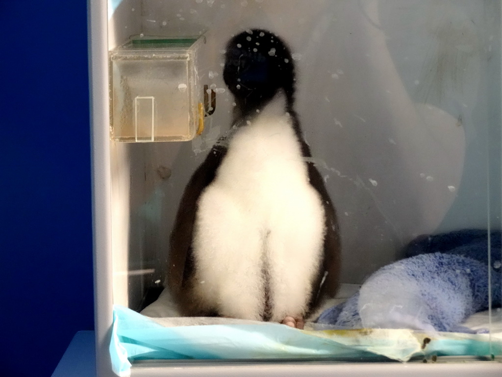 Baby Penguin at Planet Penguin at the Loro Parque zoo, during the Discovery Tour