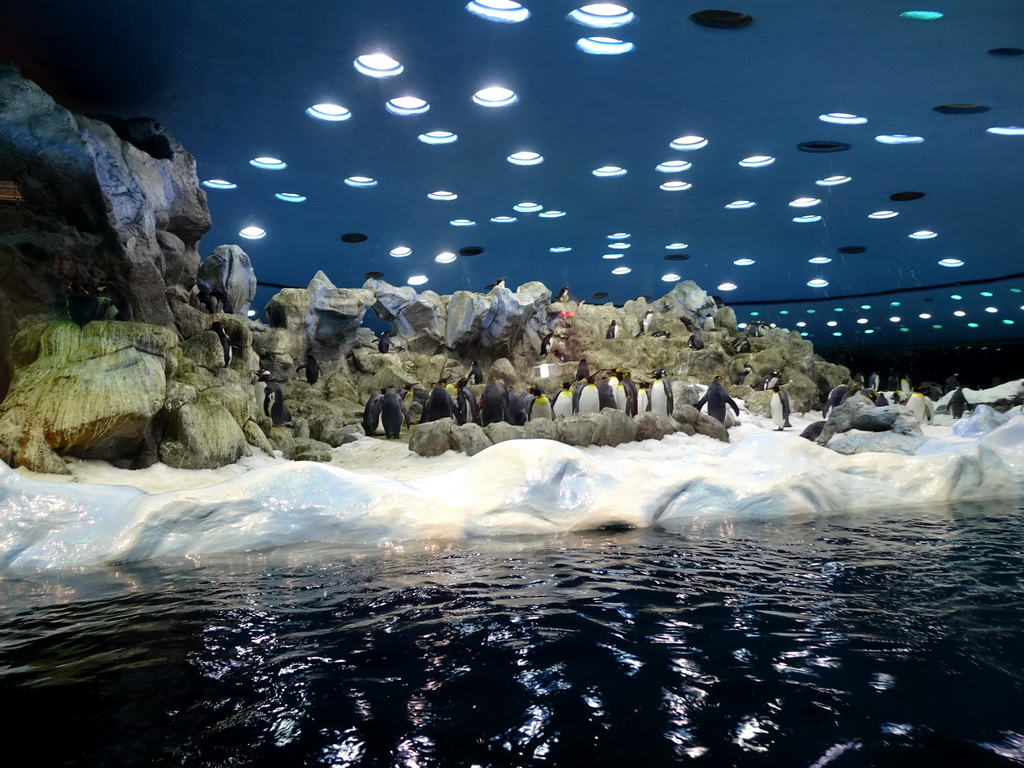 King Penguins and Gentoo Penguins at Planet Penguin at the Loro Parque zoo, during the Discovery Tour