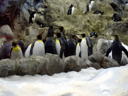 King Penguins and Gentoo Penguins at Planet Penguin at the Loro Parque zoo, during the Discovery Tour