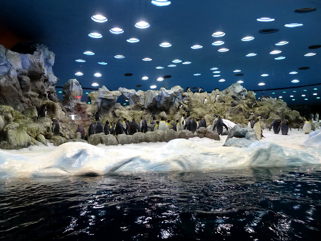 King Penguins and Gentoo Penguins at Planet Penguin at the Loro Parque zoo, during the Discovery Tour