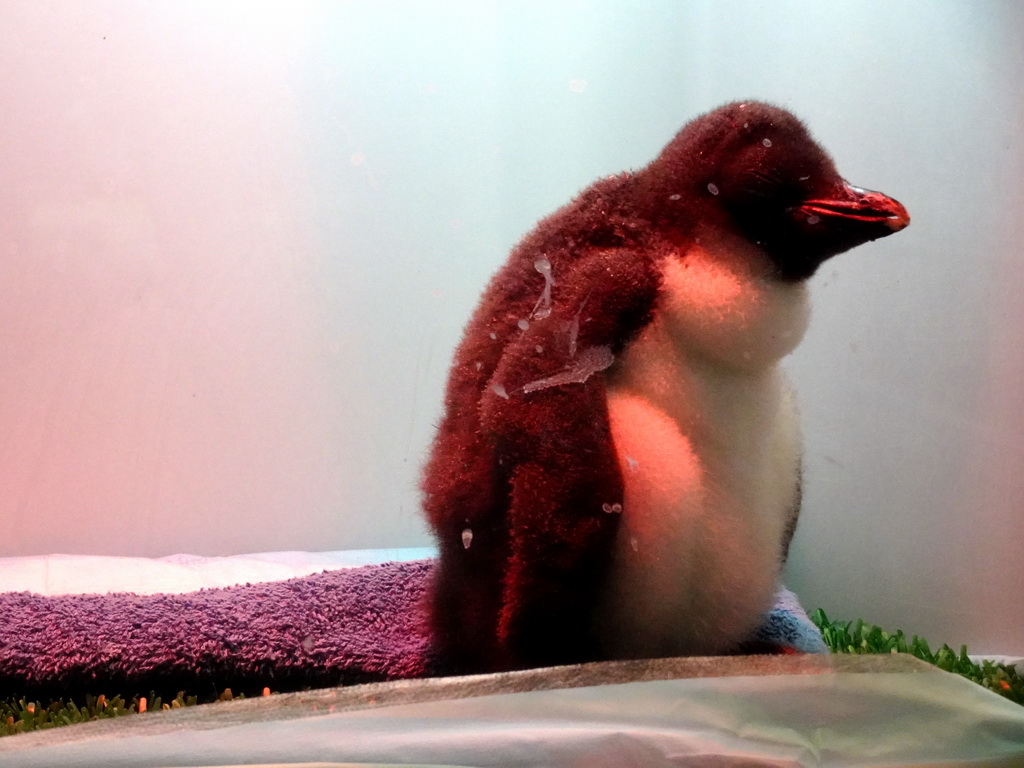 Baby Penguin at Planet Penguin at the Loro Parque zoo, during the Discovery Tour