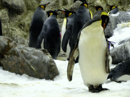 King Penguins at Planet Penguin at the Loro Parque zoo, during the Discovery Tour