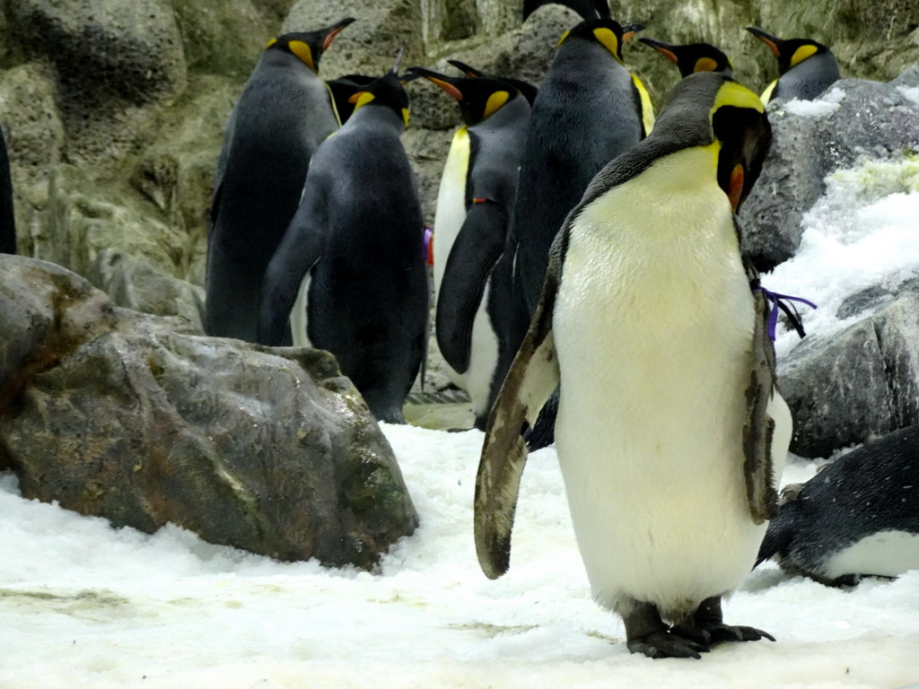 King Penguins at Planet Penguin at the Loro Parque zoo, during the Discovery Tour