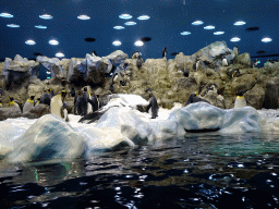 King Penguins and Gentoo Penguins at Planet Penguin at the Loro Parque zoo, during the Discovery Tour