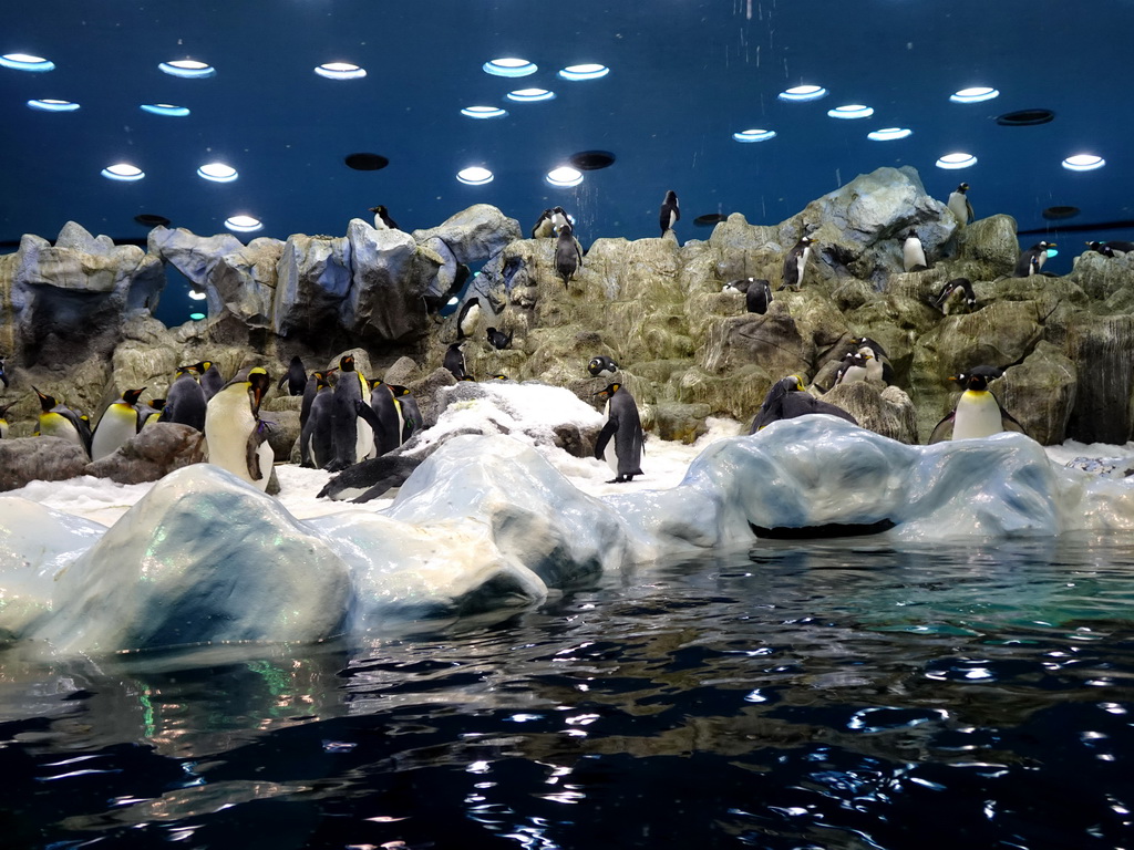 King Penguins and Gentoo Penguins at Planet Penguin at the Loro Parque zoo, during the Discovery Tour