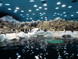 King Penguins and Gentoo Penguins at Planet Penguin at the Loro Parque zoo, during the Discovery Tour