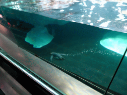 King Penguin under water at Planet Penguin at the Loro Parque zoo, during the Discovery Tour