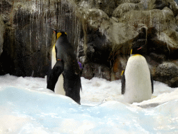 King Penguins at Planet Penguin at the Loro Parque zoo, during the Discovery Tour