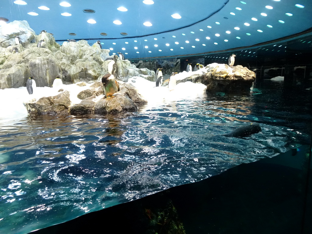 King Penguins and Gentoo Penguins at Planet Penguin at the Loro Parque zoo, during the Discovery Tour