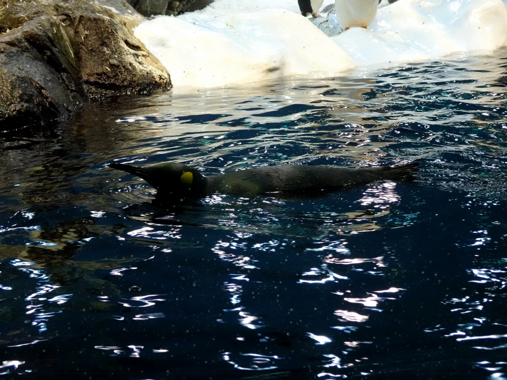 King Penguin at Planet Penguin at the Loro Parque zoo, during the Discovery Tour
