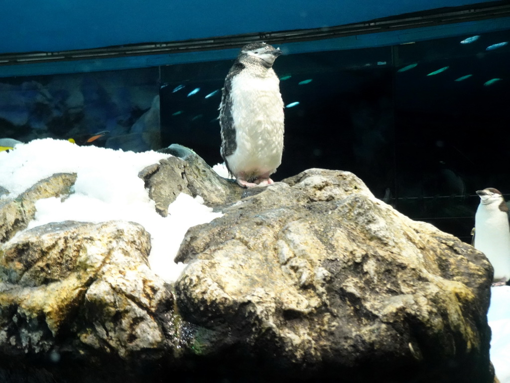 Chinstrap Penguins at Planet Penguin at the Loro Parque zoo, during the Discovery Tour