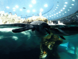 Chinstrap Penguins at Planet Penguin at the Loro Parque zoo, during the Discovery Tour