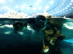 Chinstrap Penguins at Planet Penguin at the Loro Parque zoo, during the Discovery Tour