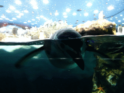 Chinstrap Penguins at Planet Penguin at the Loro Parque zoo, during the Discovery Tour