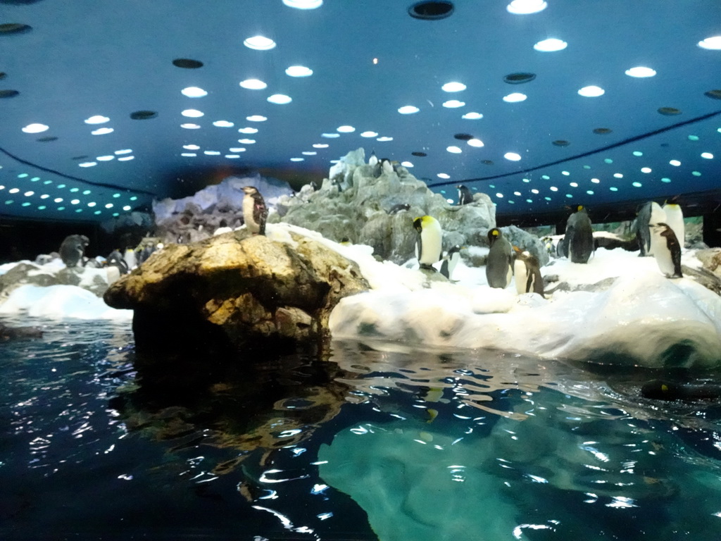 Chinstrap Penguins and King Penguins at Planet Penguin at the Loro Parque zoo, during the Discovery Tour