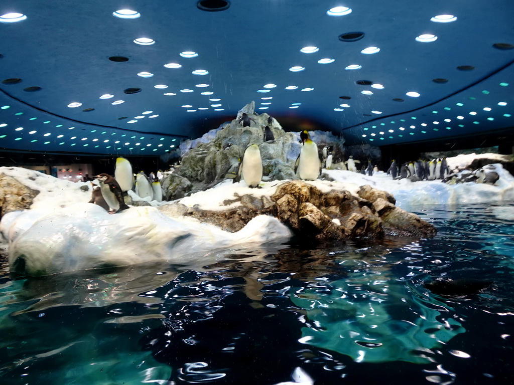 Chinstrap Penguins and King Penguins at Planet Penguin at the Loro Parque zoo, during the Discovery Tour