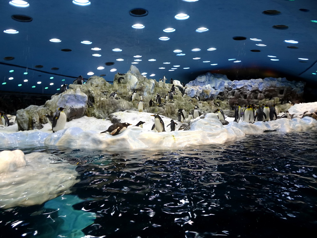 King Penguins and Gentoo Penguins at Planet Penguin at the Loro Parque zoo, during the Discovery Tour