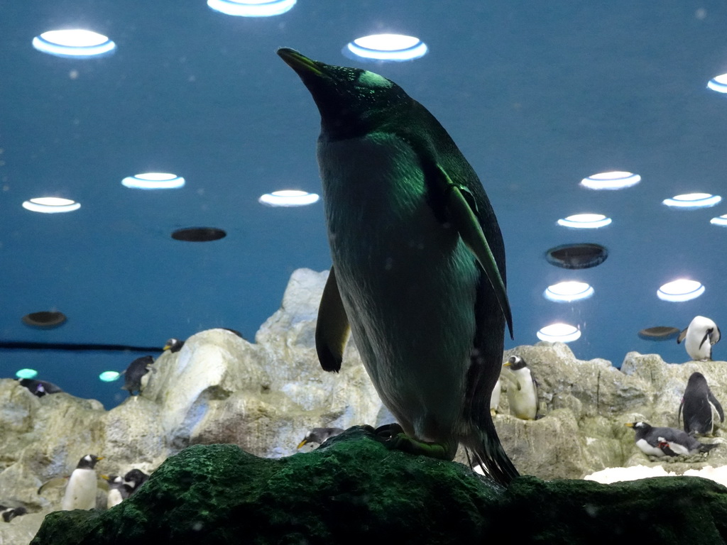 Gentoo Penguins at Planet Penguin at the Loro Parque zoo, during the Discovery Tour