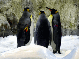 King Penguins at Planet Penguin at the Loro Parque zoo, during the Discovery Tour