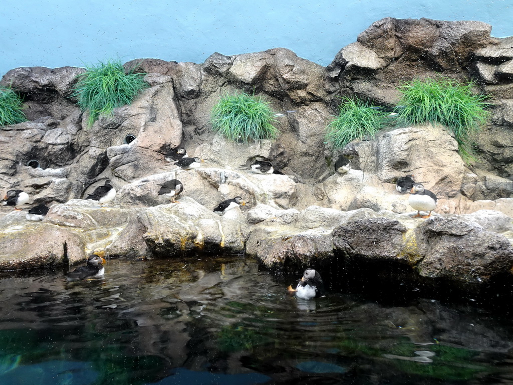 Puffins at Planet Penguin at the Loro Parque zoo, during the Discovery Tour