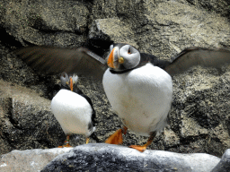Puffins at Planet Penguin at the Loro Parque zoo, during the Discovery Tour