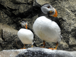 Puffins at Planet Penguin at the Loro Parque zoo, during the Discovery Tour