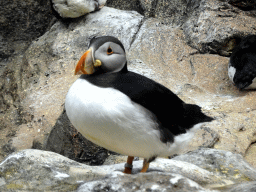 Puffin at Planet Penguin at the Loro Parque zoo, during the Discovery Tour