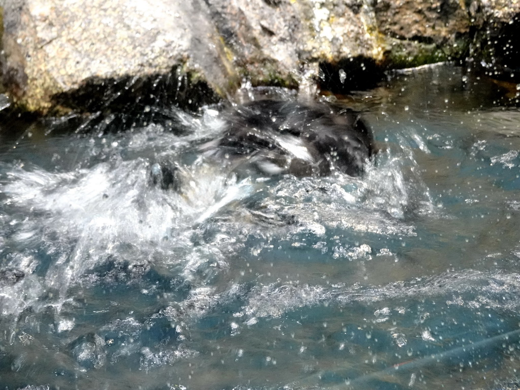 Puffin at Planet Penguin at the Loro Parque zoo, during the Discovery Tour