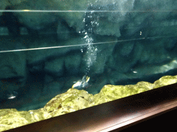 Puffin under water at Planet Penguin at the Loro Parque zoo, during the Discovery Tour