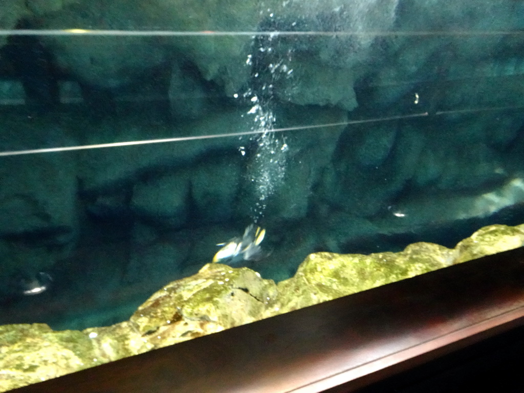 Puffin under water at Planet Penguin at the Loro Parque zoo, during the Discovery Tour