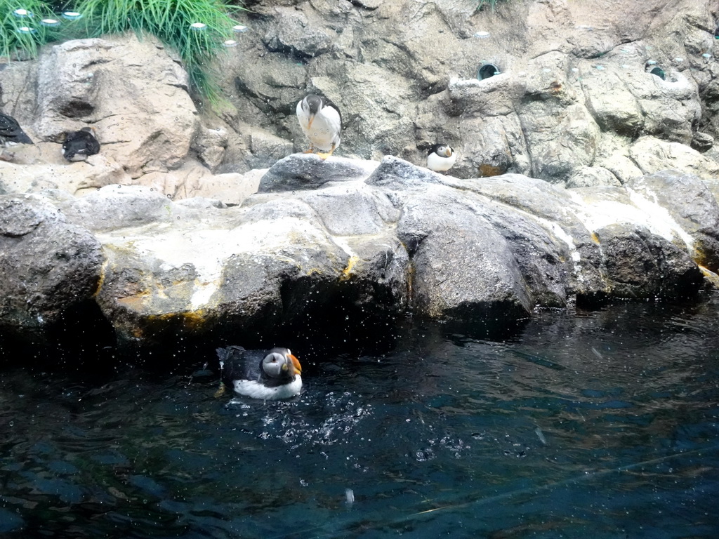 Puffins at Planet Penguin at the Loro Parque zoo, during the Discovery Tour