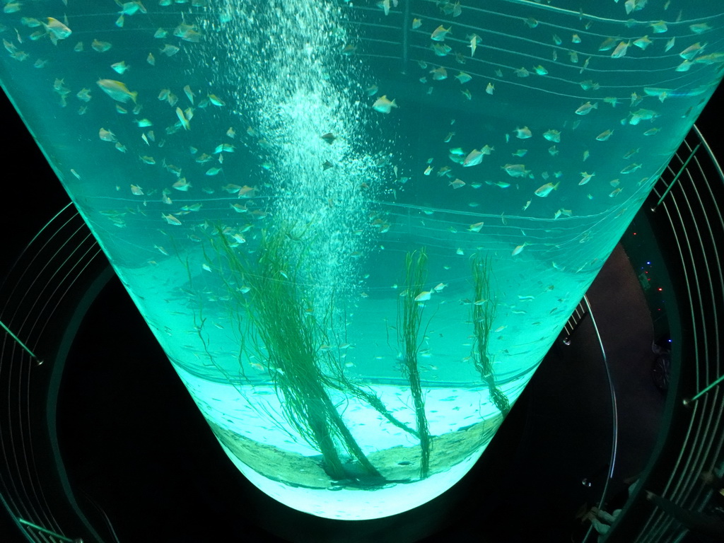 Fish at Planet Penguin at the Loro Parque zoo, during the Discovery Tour