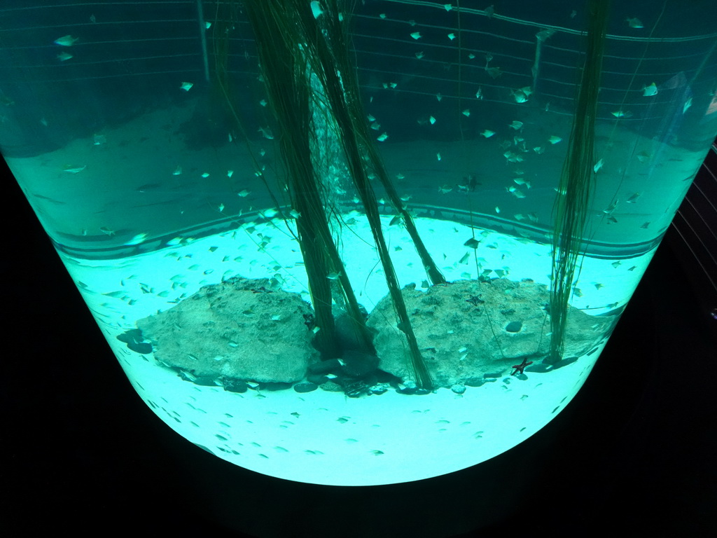 Fish and Starfish at Planet Penguin at the Loro Parque zoo, during the Discovery Tour