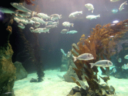Fish at Planet Penguin at the Loro Parque zoo, during the Discovery Tour