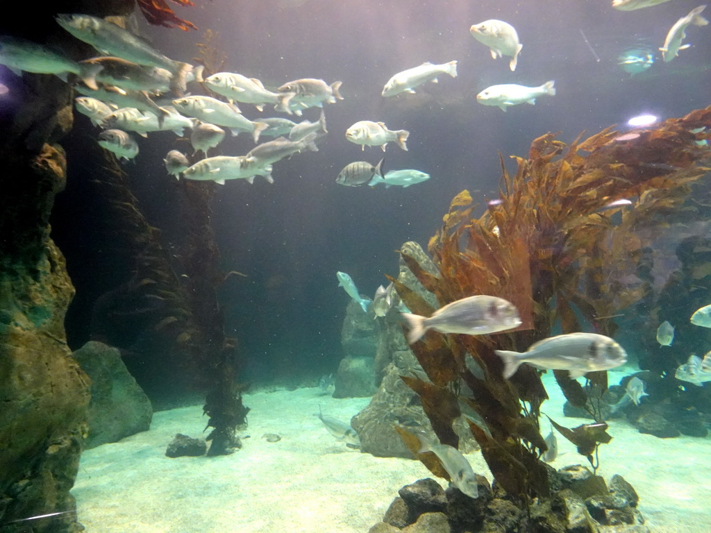 Fish at Planet Penguin at the Loro Parque zoo, during the Discovery Tour