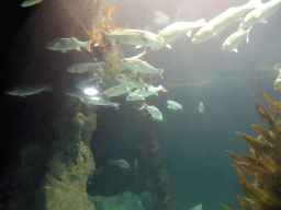 Fish at Planet Penguin at the Loro Parque zoo, during the Discovery Tour