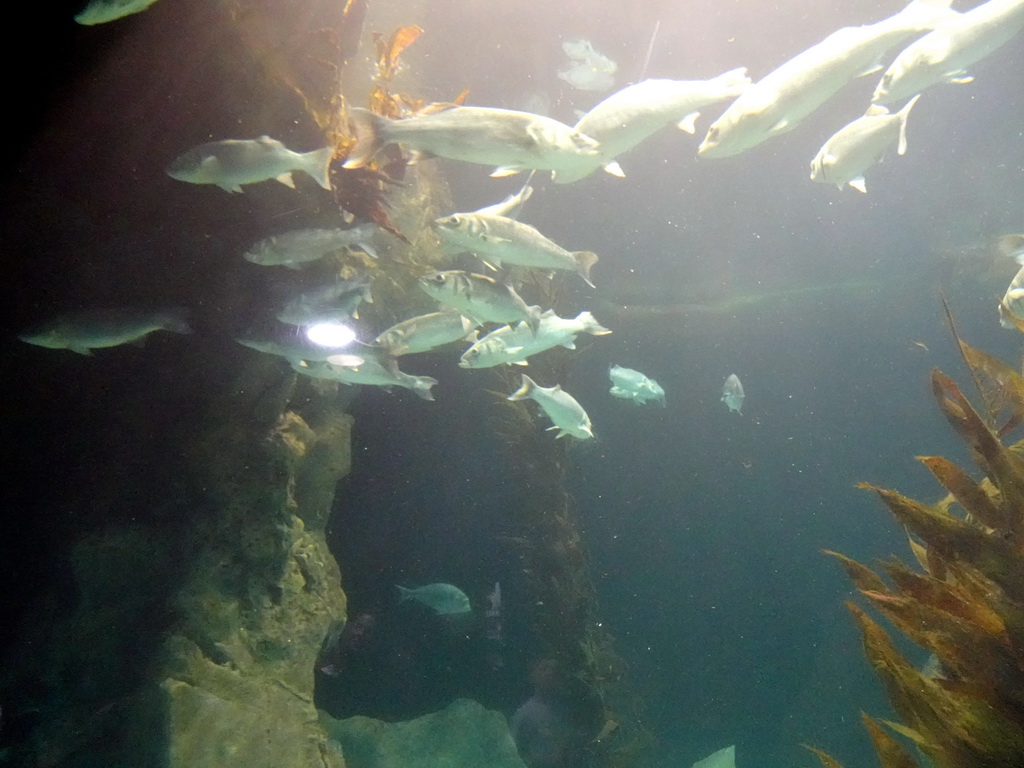 Fish at Planet Penguin at the Loro Parque zoo, during the Discovery Tour