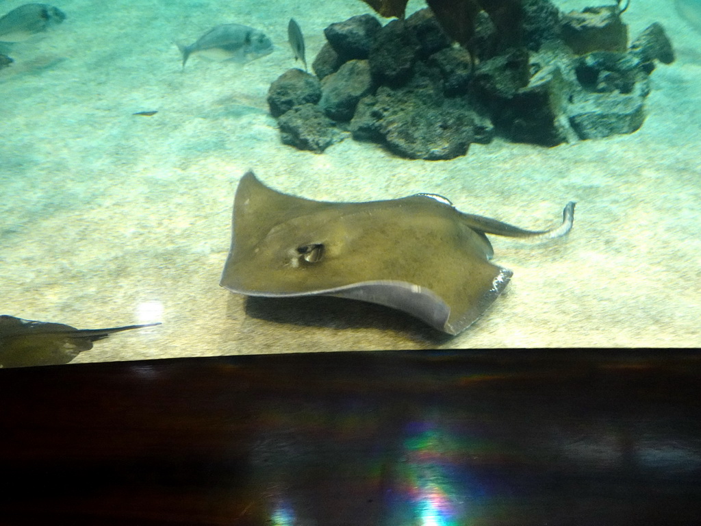 Stingray and other fish at Planet Penguin at the Loro Parque zoo, during the Discovery Tour